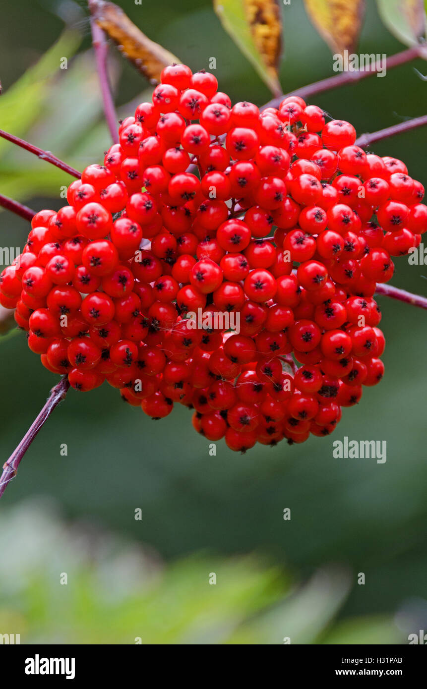 Close-up di American montagna bacche di cenere in autunno, Islesford, Maine. Foto Stock