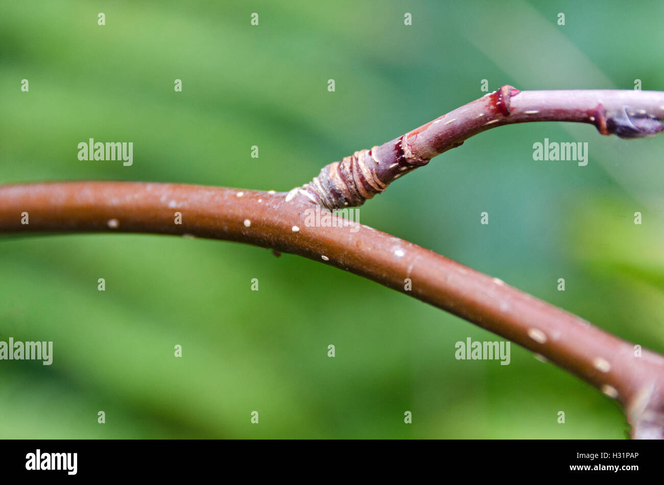 Cenere di montagna (Sorbus americana) ramo mostrante la struttura e la corteccia. Foto Stock