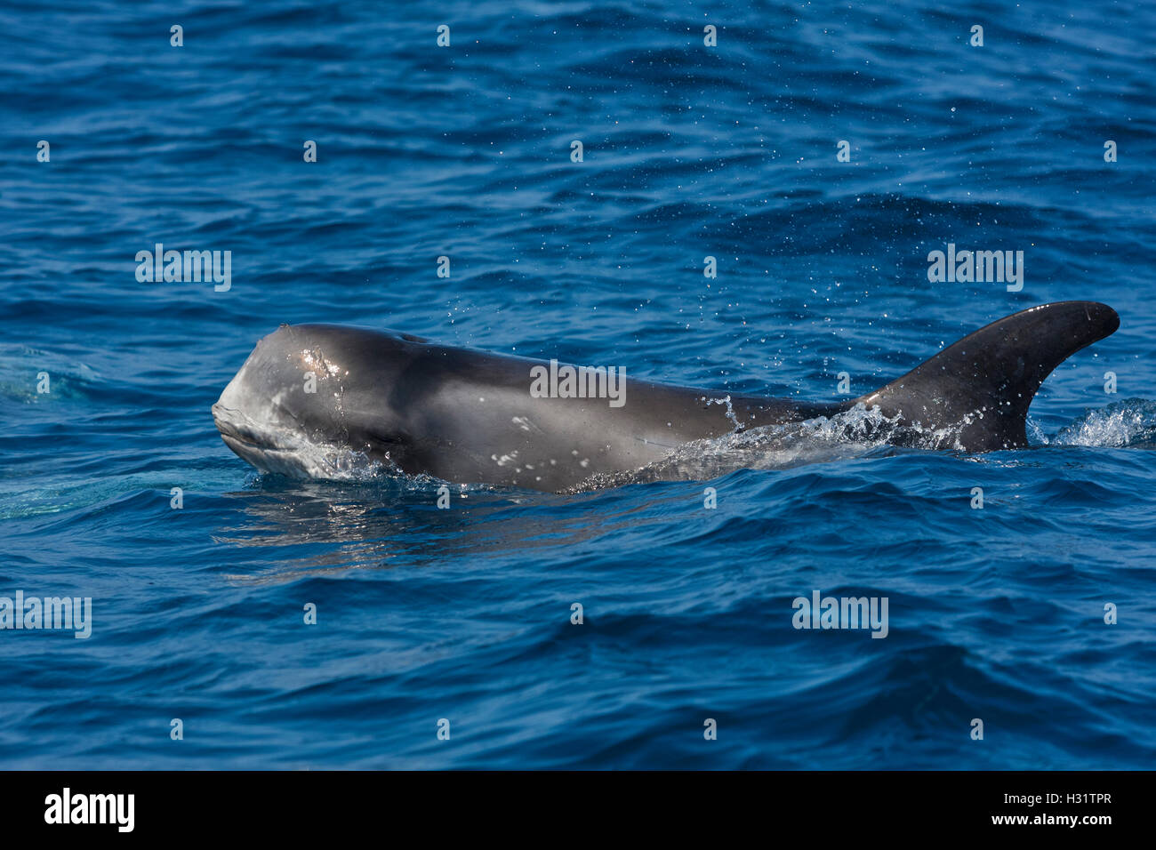 RissoÕs Dolphin (Grampus griseus), la delinquenza giovanile, la distribuzione capillare in tutto il mondo tropici e acque temperate. In California, USA, Pa Foto Stock