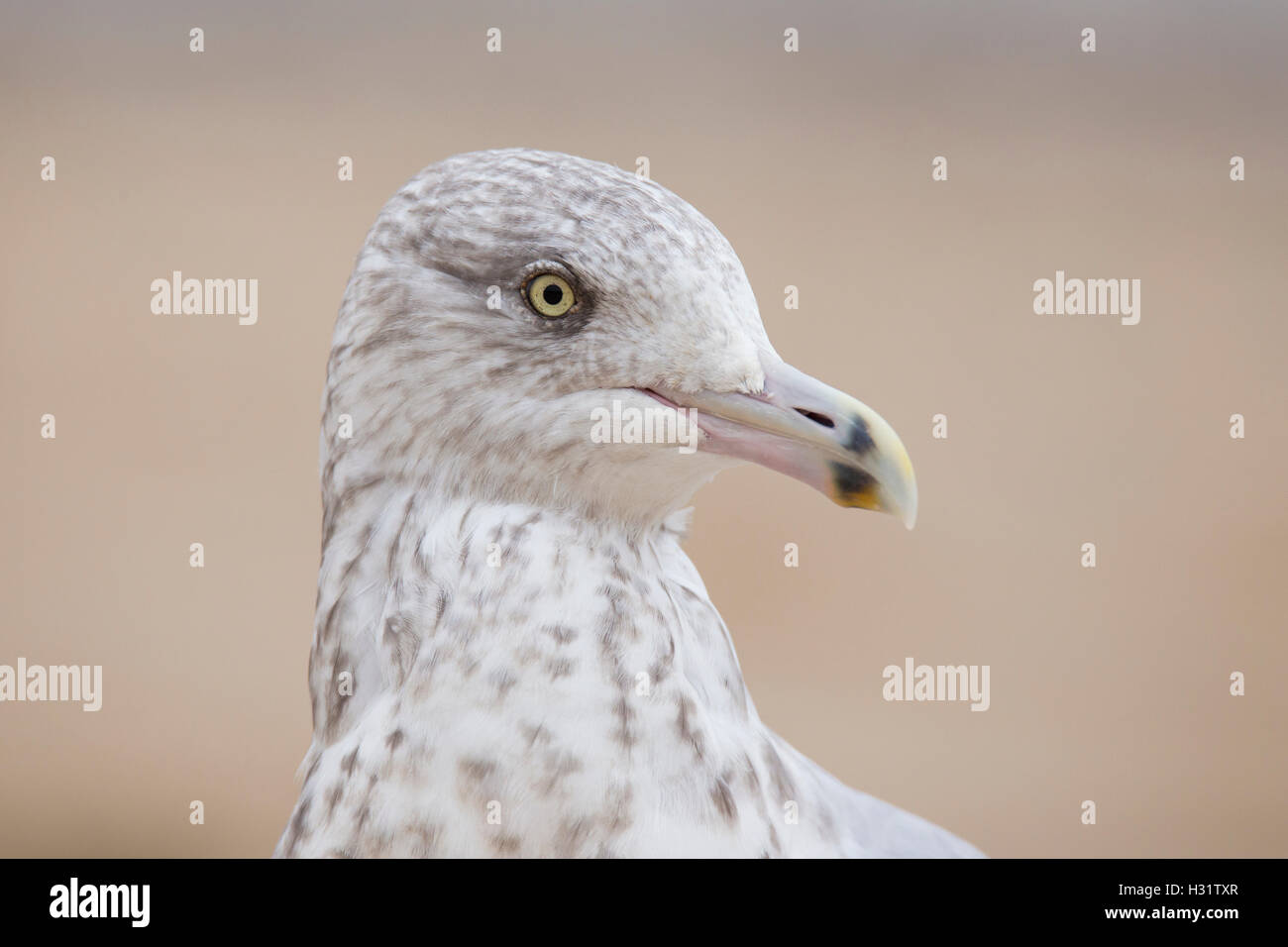 American aringa gabbiano o Smithsonian gabbiano (Larus smithsonianus o Larus argentatus smithsonianus) ritratto Foto Stock