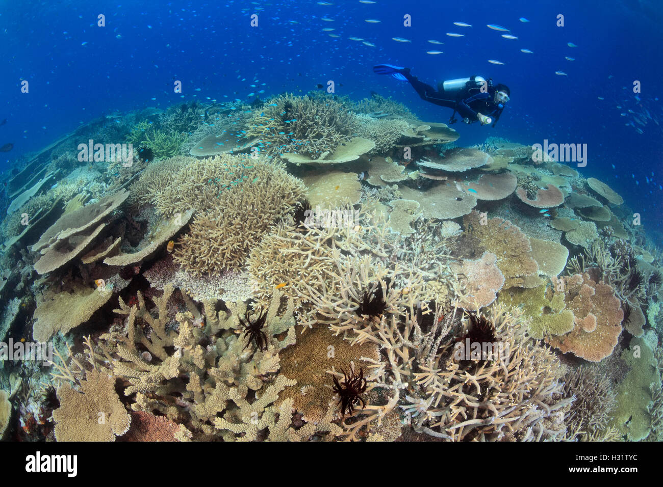 QZ0837-D. scuba diver (modello rilasciato) nuoto al di sopra di una sana barriera corallina con impressionanti coralli duri di copertura. Australia, grande Foto Stock