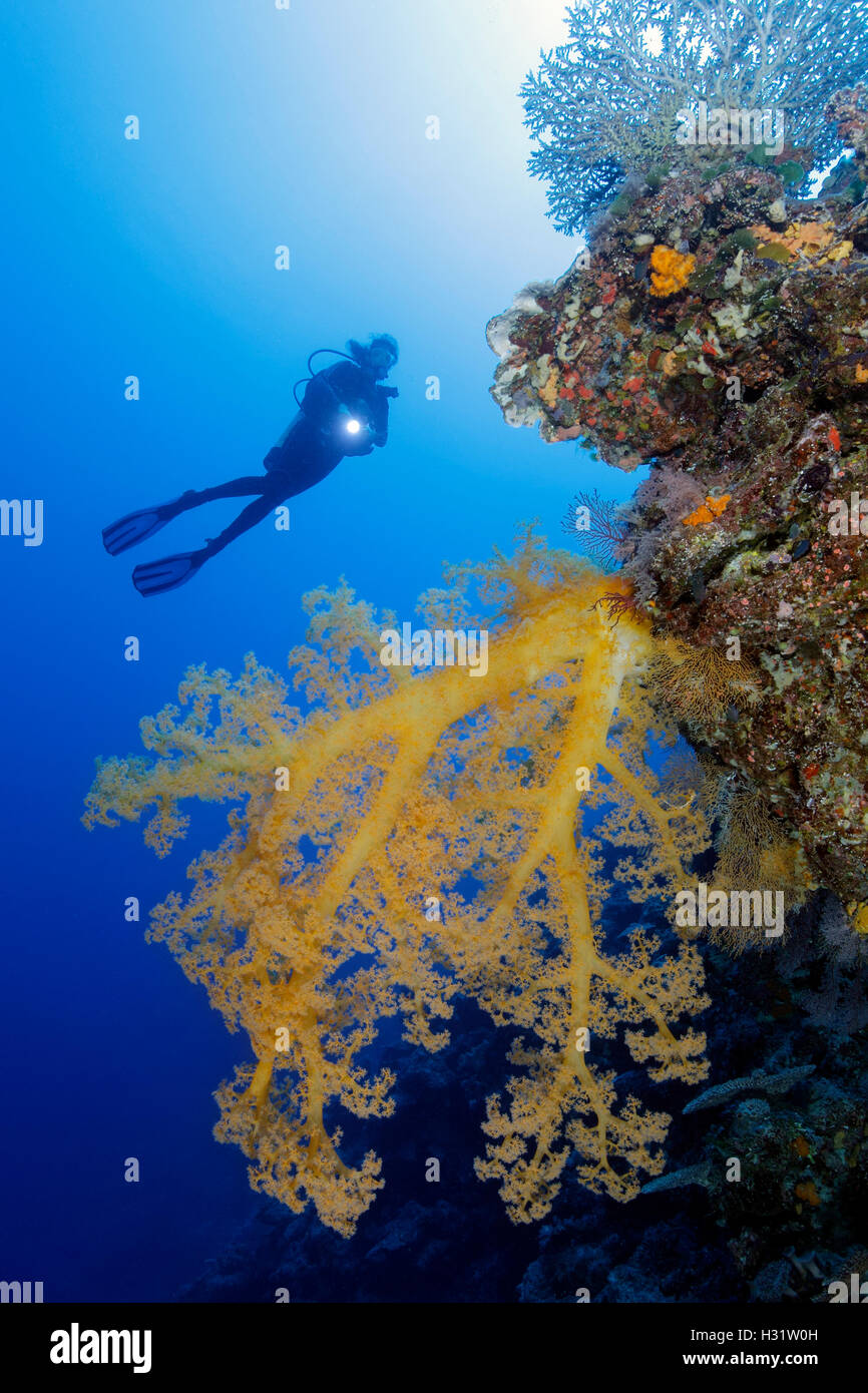QZ40290-D. Scuba Diver (modello rilasciato) nuota sopra soft coral (Dendronephthya sp.) albero a 80 piedi profondo. Australia, grande Barri Foto Stock