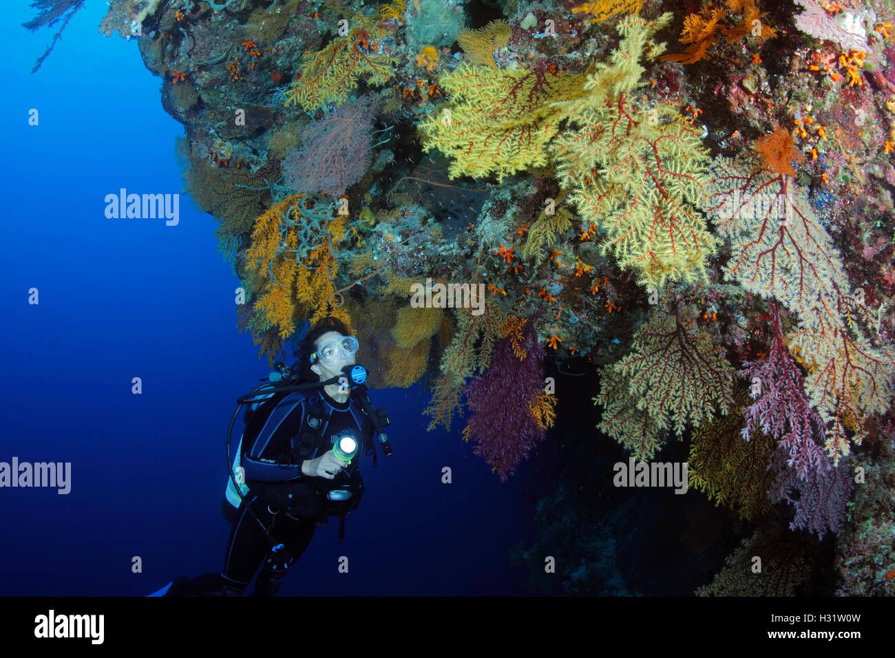 QZ40364-D. scuba diver (modello rilasciato) nuota lungo la barriera corallina colorata parete ricoperta da coralli molli (Chironephthya sp.). L'Australia, Foto Stock