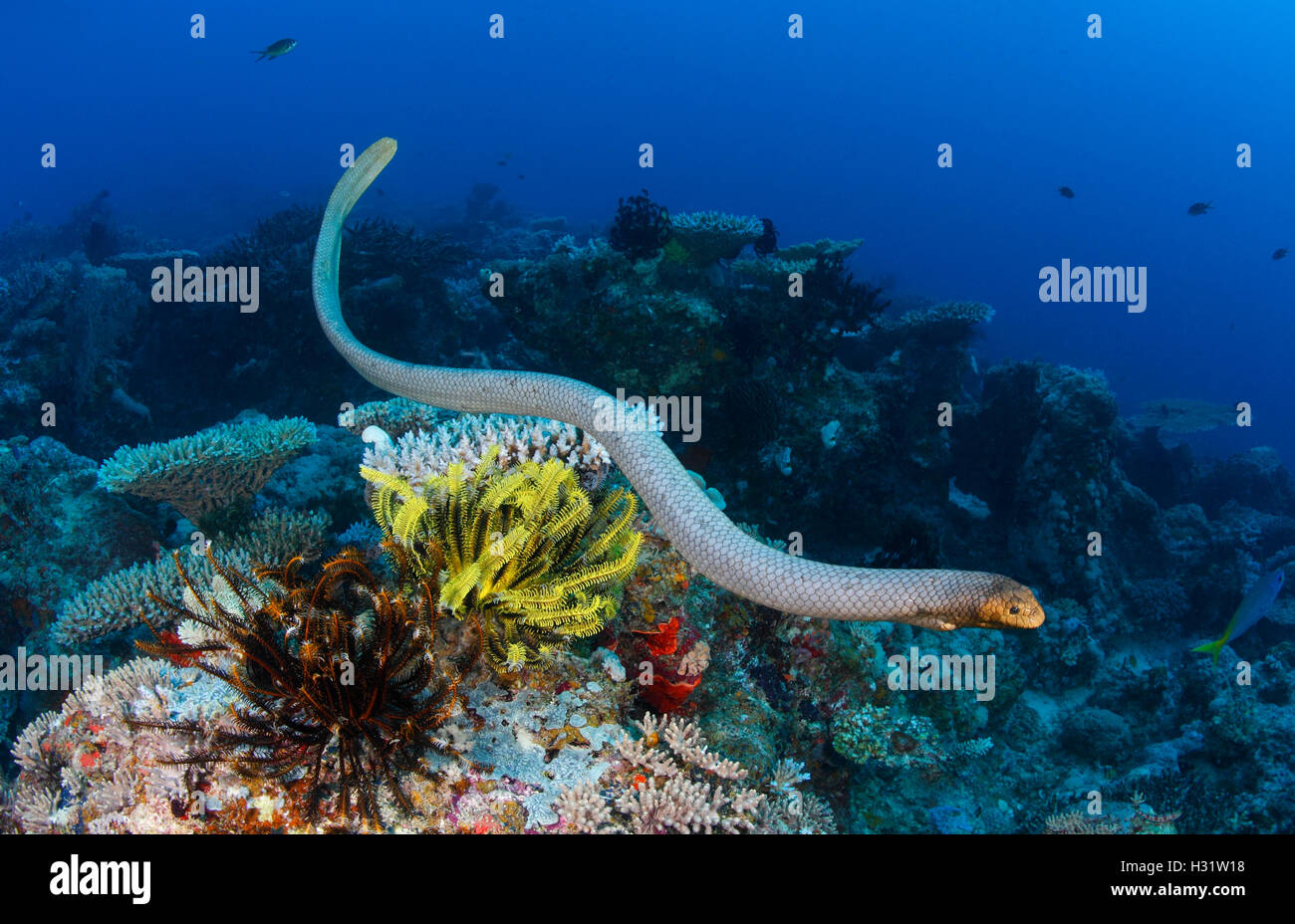 QZ40778-D. Mare di oliva Snake (Aipysurus laevis), un velenoso rettile marino, nuota al di sopra di coralli e crinoidi. Australia, grande Ba Foto Stock