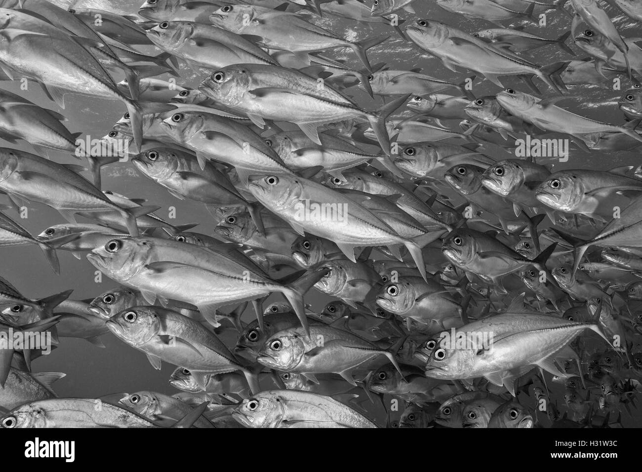 QZ52109-D. Jack obeso (Caranx sexfasciatus). La Grande Barriera Corallina, Australia, Oceano Pacifico. Foto Copyright © Brandon Cole. Tutti Foto Stock