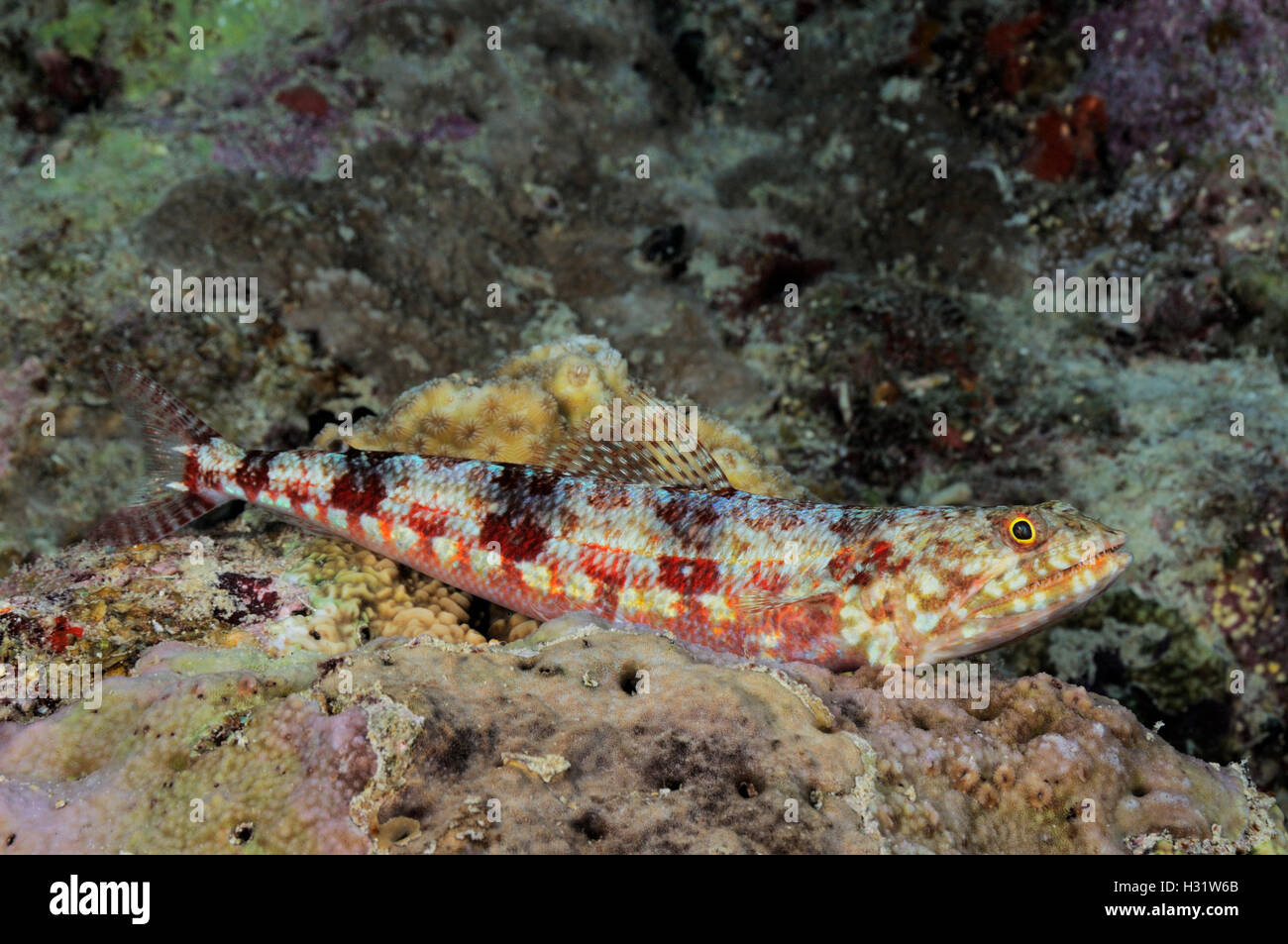 QZ73383-D. Reef (Lizardfish Synodus variegatus). In Australia, la Grande Barriera Corallina, Oceano Pacifico. Foto Copyright © Brandon Cole. Un Foto Stock