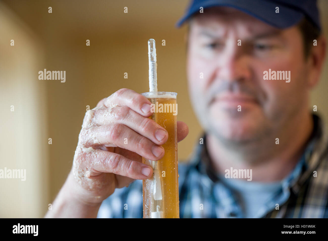 L'uomo prova il livello di alcol nel disco il sidro di mele con un densimetro su un frutteto di Livermore, Maine Foto Stock