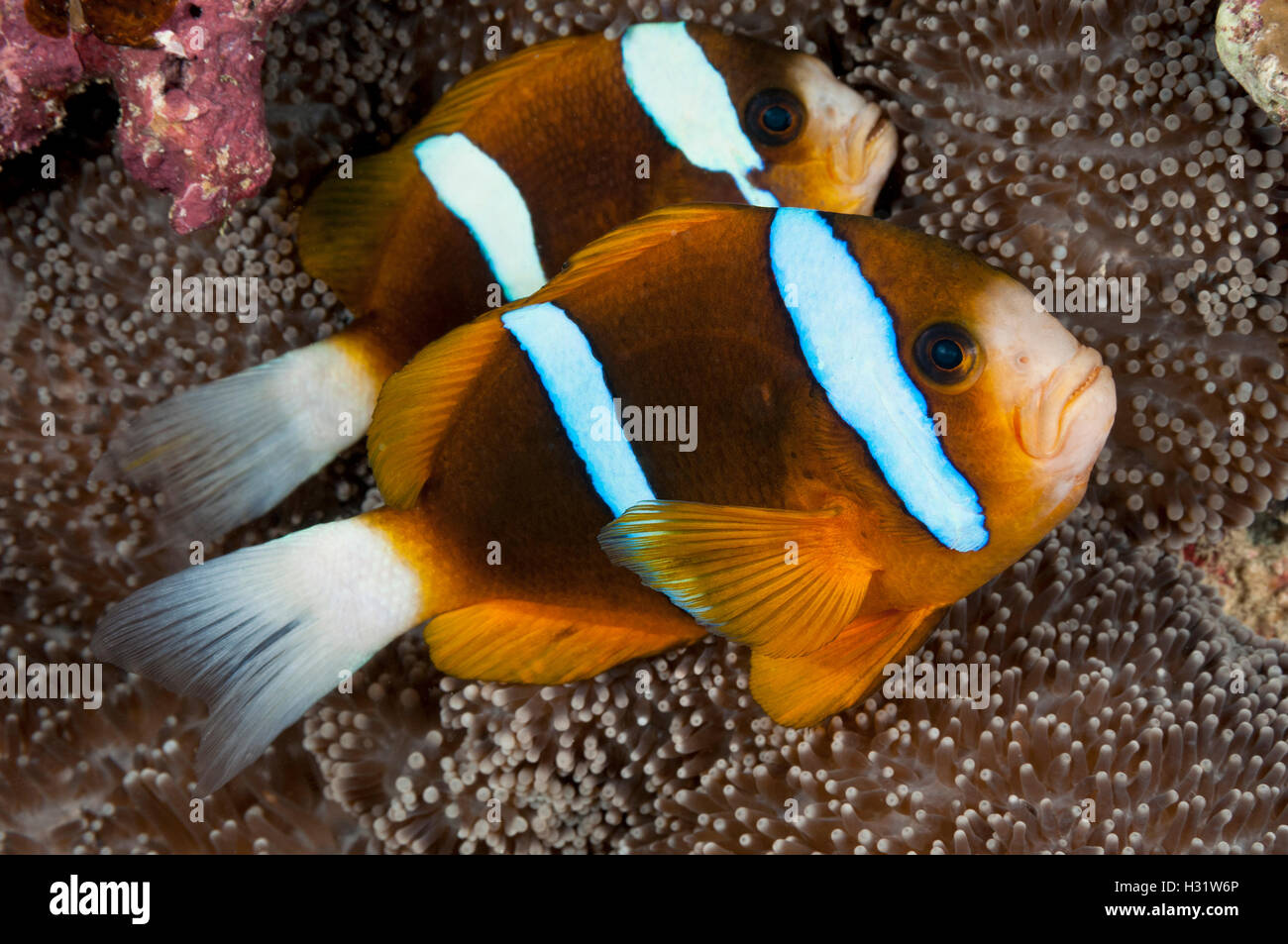 QZ73568-D. Barriera Corallina (Anemonefish Amphiprion akindynos). La Grande Barriera Corallina, Australia, Oceano Pacifico. Foto Copyright © crusca Foto Stock