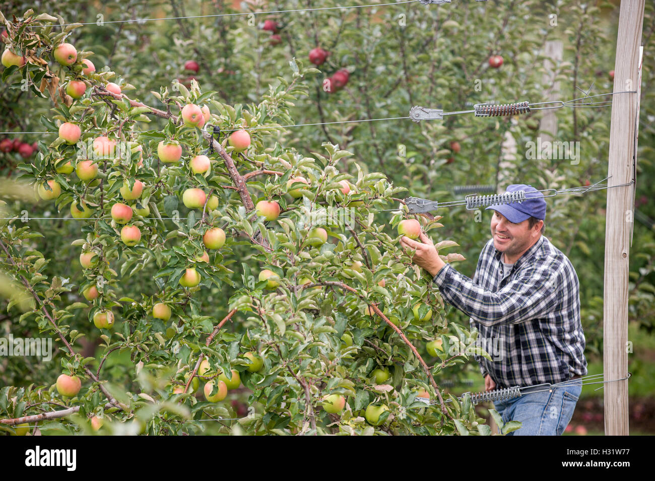 Agricoltore la raccolta mele mature su un frutteto di Livermore, Maine. Foto Stock