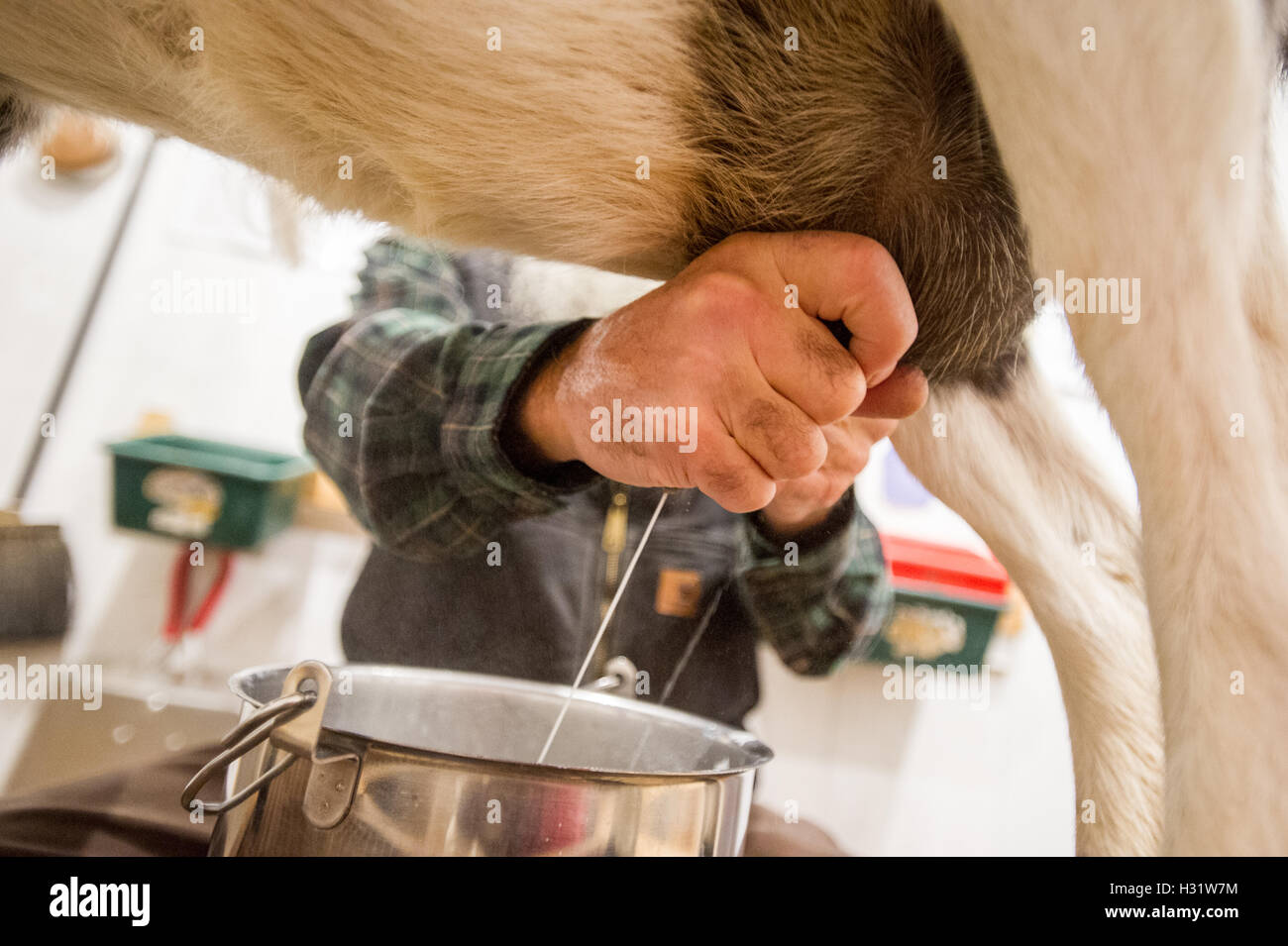 Close-up di un coltivatore mano mungere una capra su un caseificio di Harrison, Maine. Foto Stock