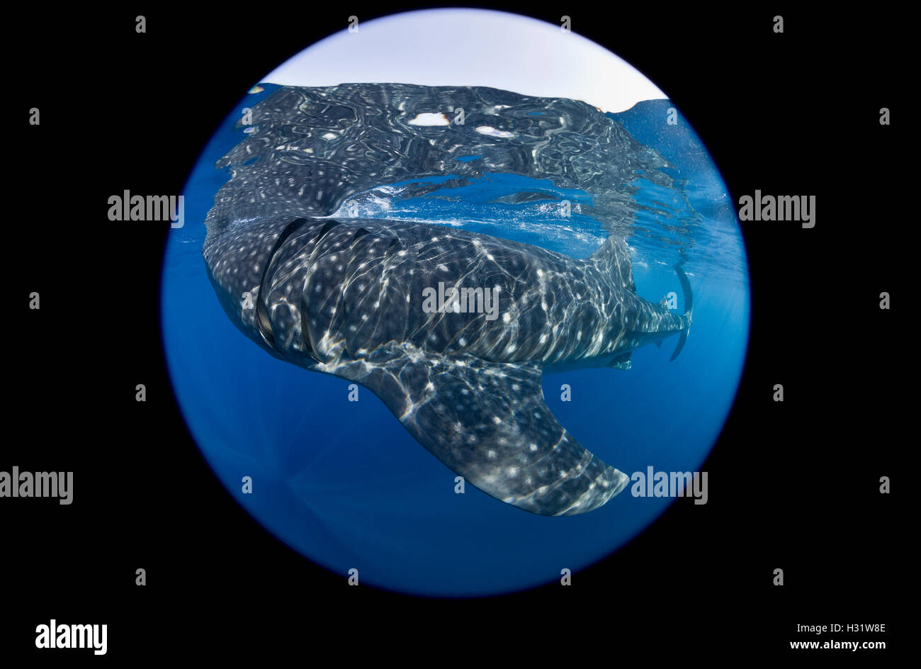 Squalo balena (Rhincodon typus), il più grande pesce in mare, cresce di 50 piedi di lunghezza, trovati in tutto il mondo nei mari tropicali, feed Foto Stock