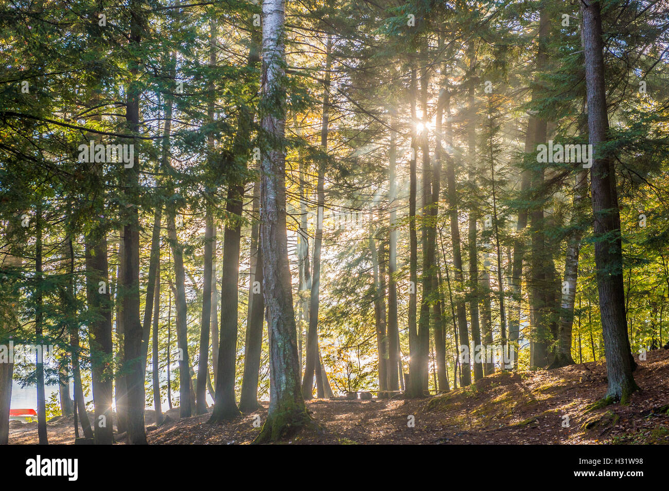 Sole che splende attraverso gli alberi nei boschi a Bryant stagno nel Maine. Foto Stock