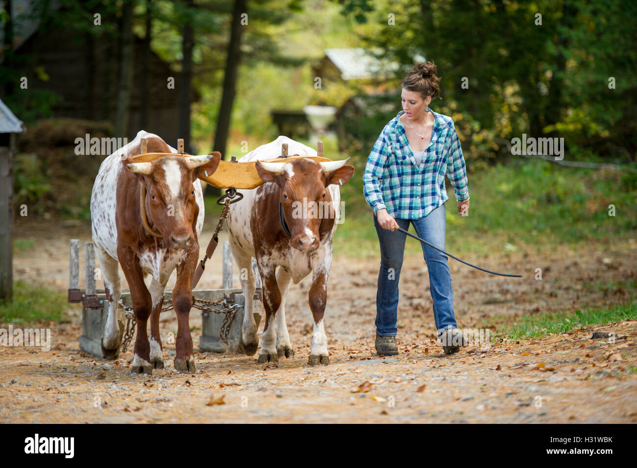 Donna con due buoi collegati da una forcella tirando per le attrezzature agricole in Gorham, Maine. Foto Stock