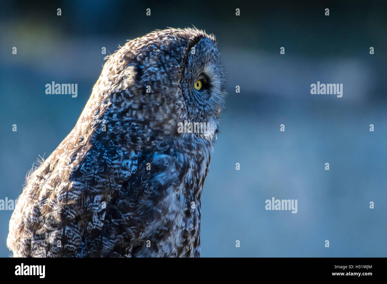 Grande lato grigio Prolife Foto Stock