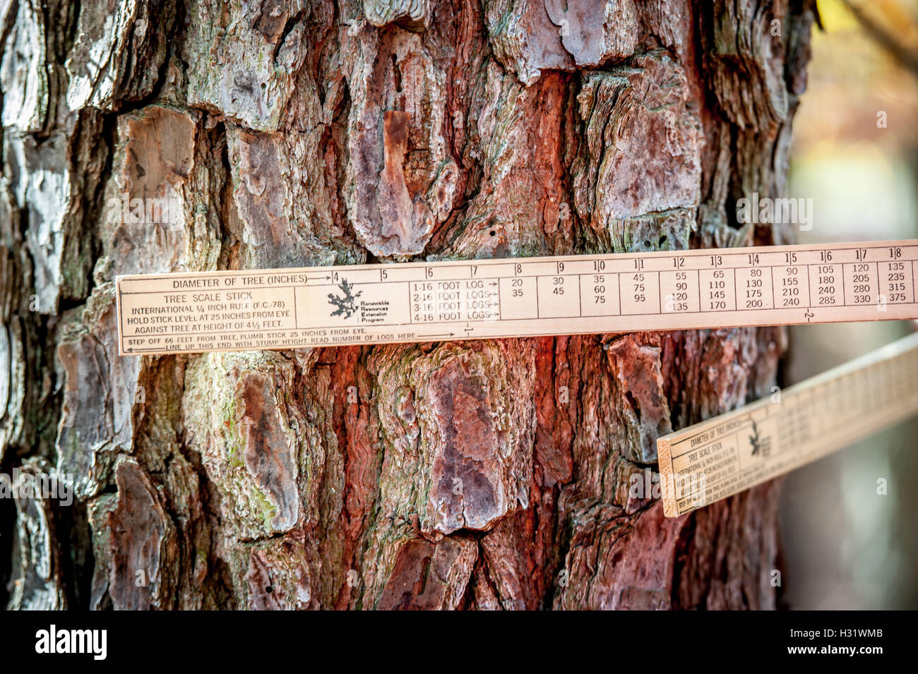 Un albero della scala di misurazione stick un albero nel bosco. Foto Stock