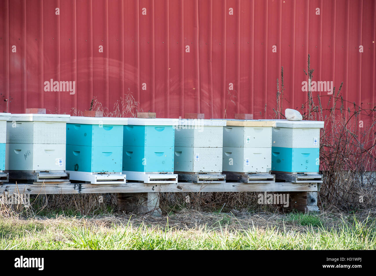 Beehive caselle nella parte anteriore di un granaio rosso in una fattoria in Maryland. Foto Stock