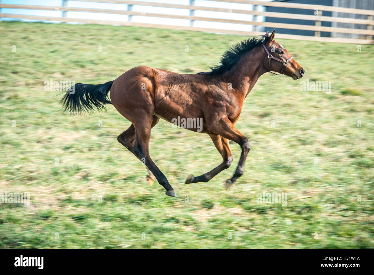 Un cavallo che corre attraverso un recintato in area su una fattoria in Maryland. Foto Stock