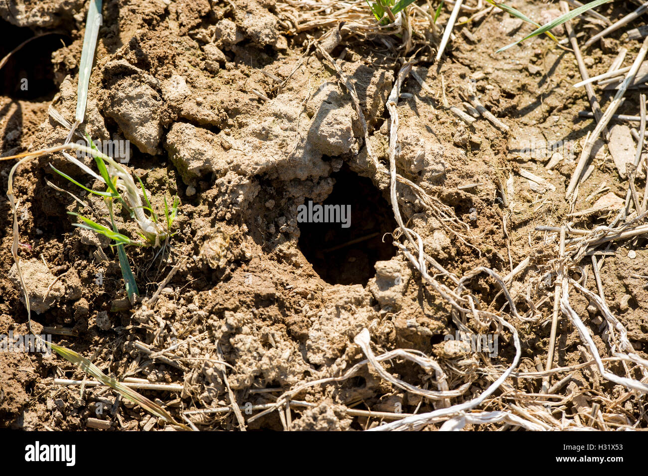 Il dissodamento raddish fori su una fattoria in Maryland Foto Stock