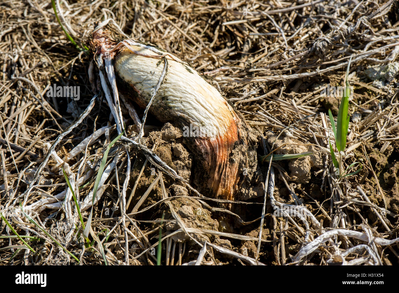 Raddish dissodamento in una fattoria in Maryland Foto Stock