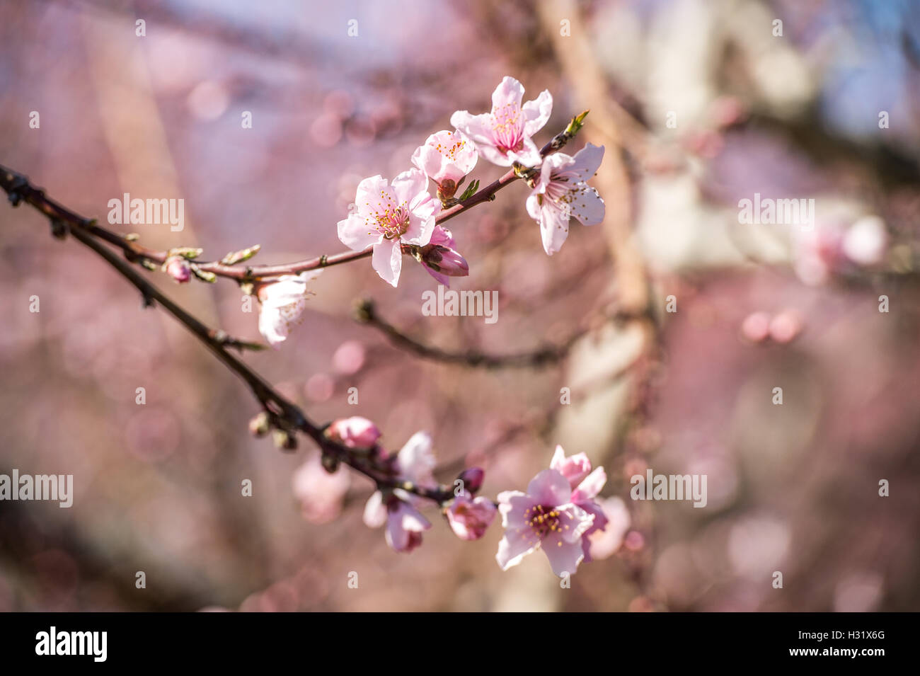 Di pesco in fiore Foto Stock