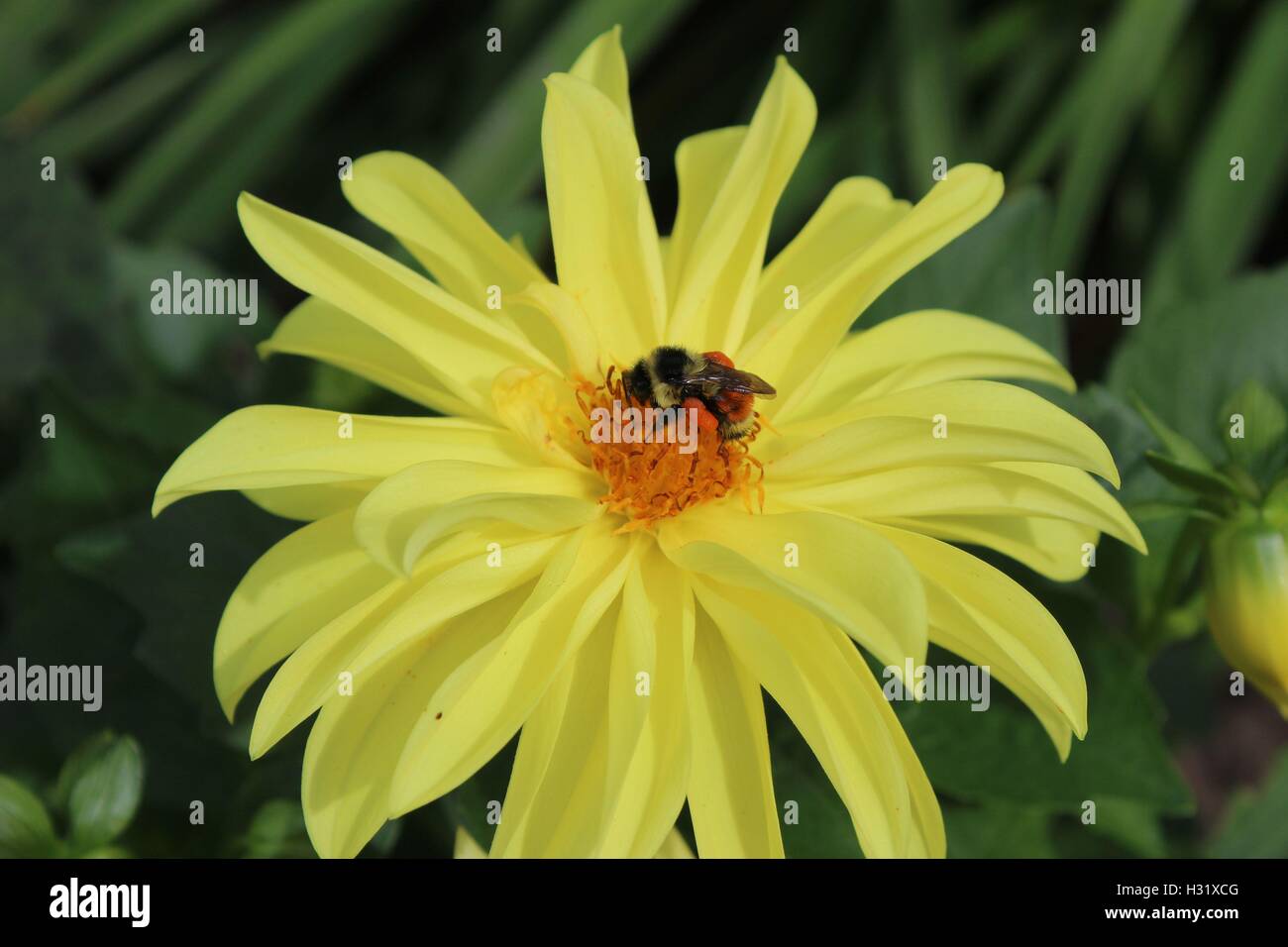 Bumble Bee Laden con il polline, su un giallo fiore a margherita Foto Stock