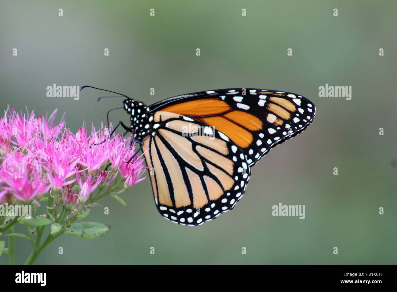 Farfalla monarca su Phlox Foto Stock