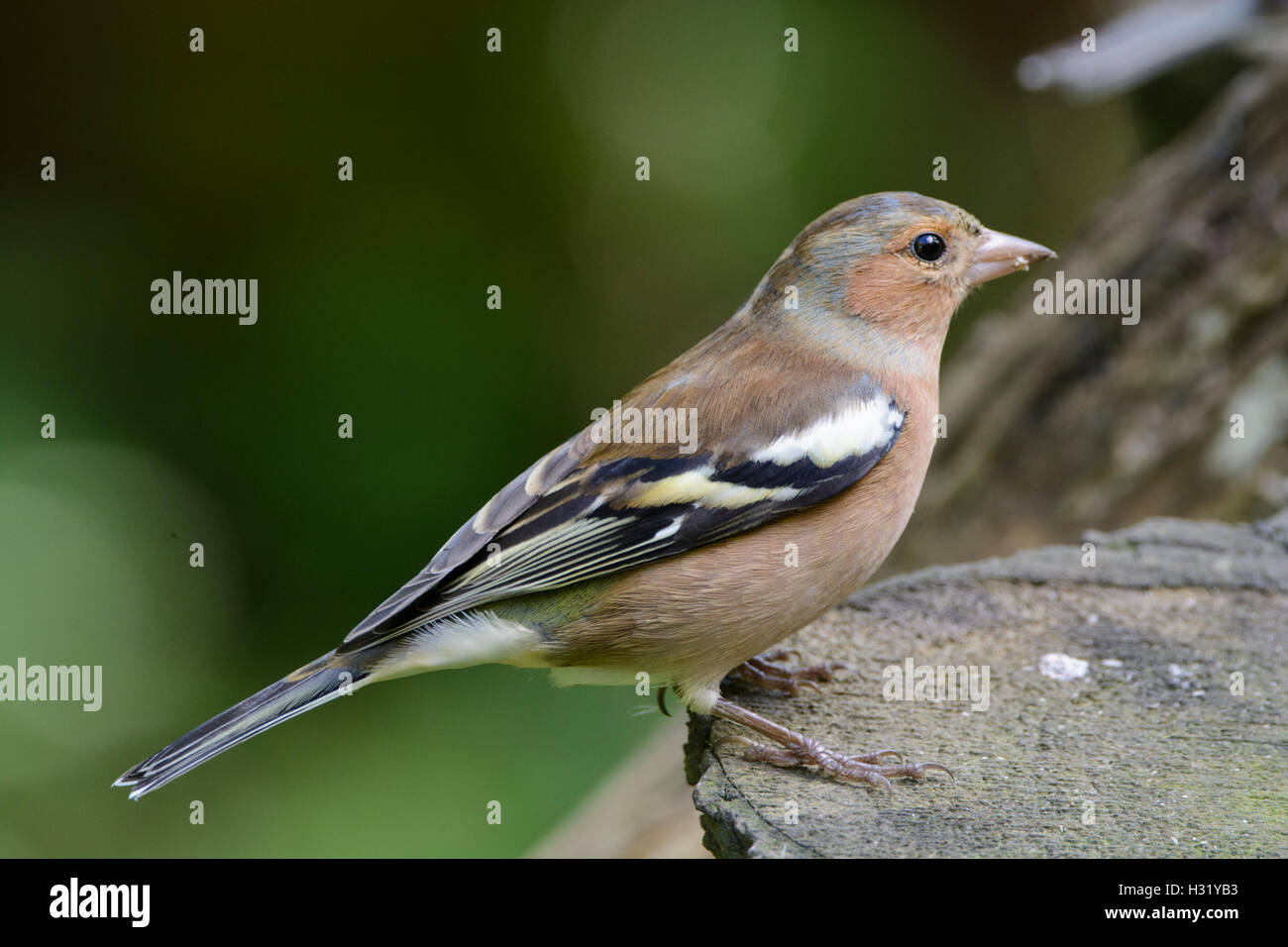 Fringuello sul log Foto Stock