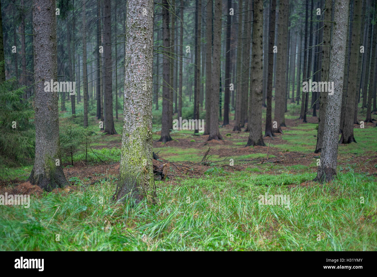 Abeti della foresta ad albero sotto la pioggia Foto Stock