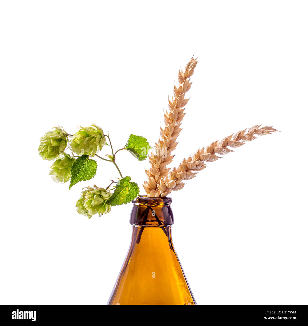 Bottiglia di birra con hop ramo di frumento, isolato Foto Stock