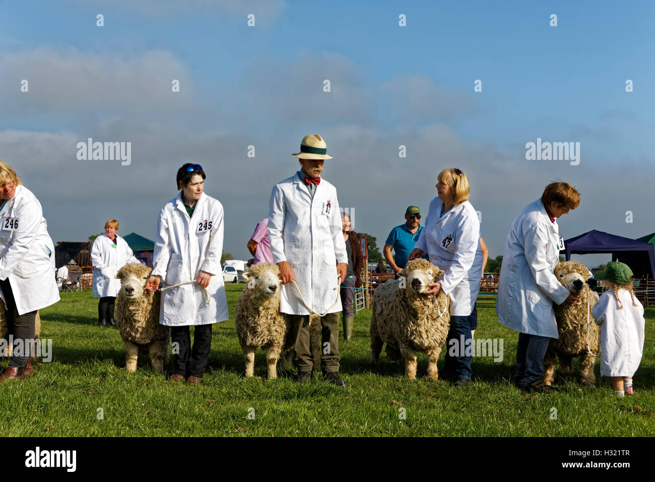 Grayface Dartmoor pecore di essere giudicata al 2016 Gillingham & Shaftesbury spettacolo agricolo, Dorset, Regno Unito. Foto Stock