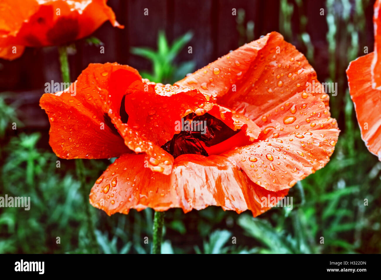 Big Red giardino estivo di papavero in gocce di pioggia Foto Stock