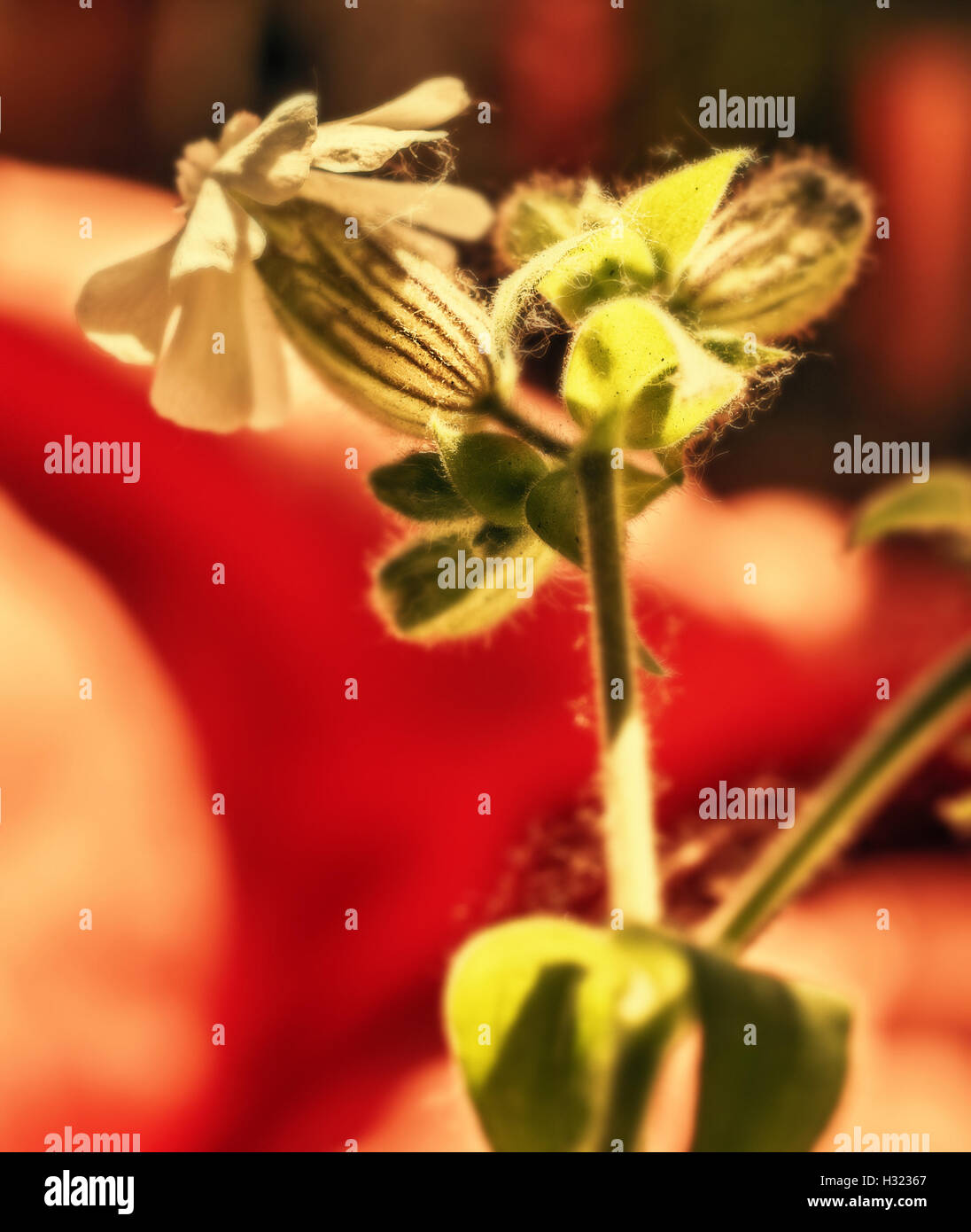 Segreto piuttosto fiore per la sorpresa e il design di fantasia e idee Foto Stock