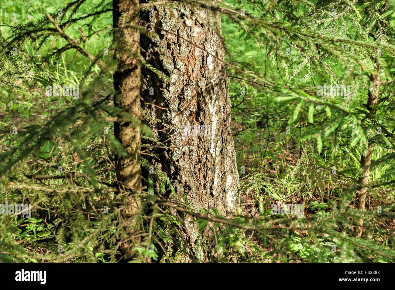 Grande tronco di albero in verde foresta di sole Foto Stock