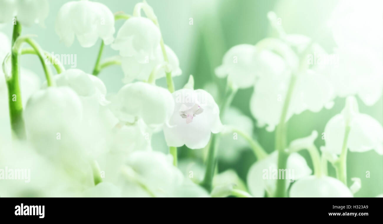 Delicato bianco il giglio della valle come simbolo di purezza e di primavera Foto Stock