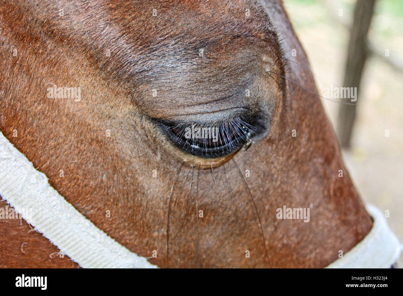 La testa e gli occhi marrone bellissimo cavallo. Foto Stock