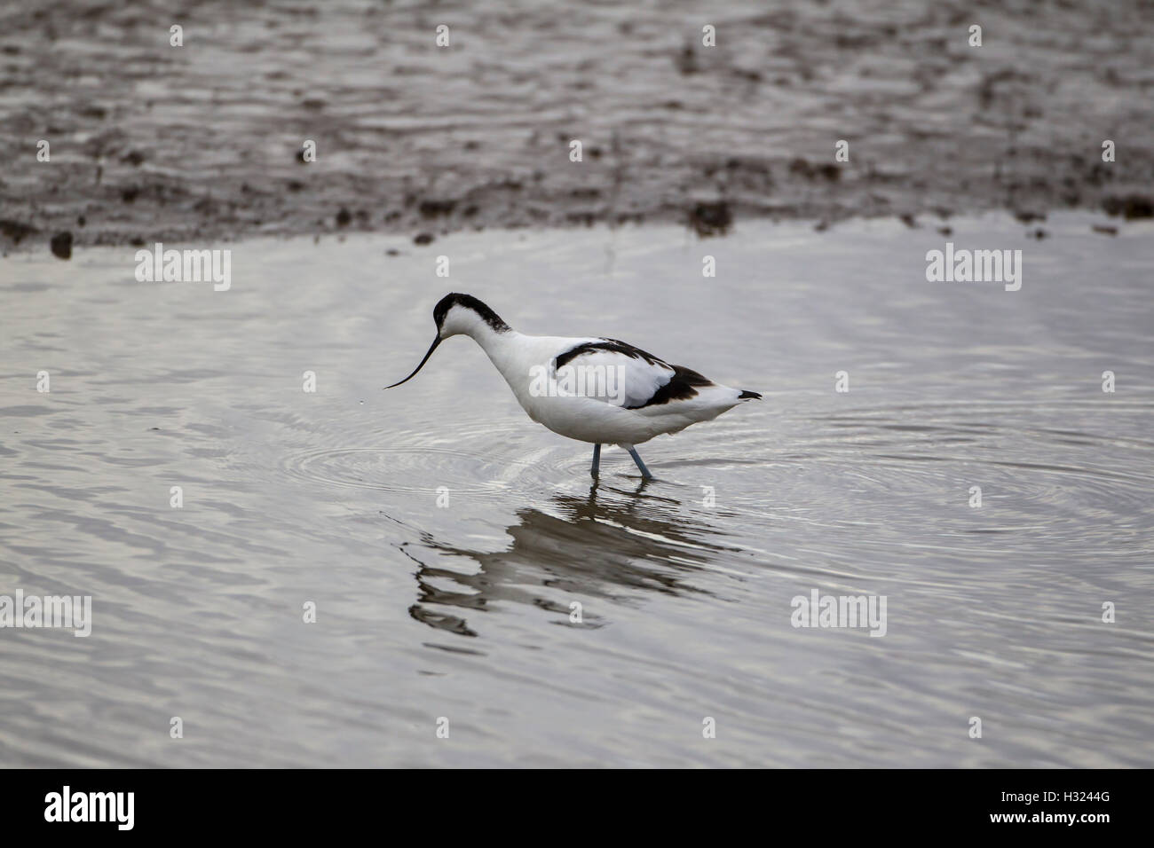 Unico Avocetta Recurvirostra avosetta guadare in acque poco profonde in Norfolk alla ricerca di cibo Foto Stock