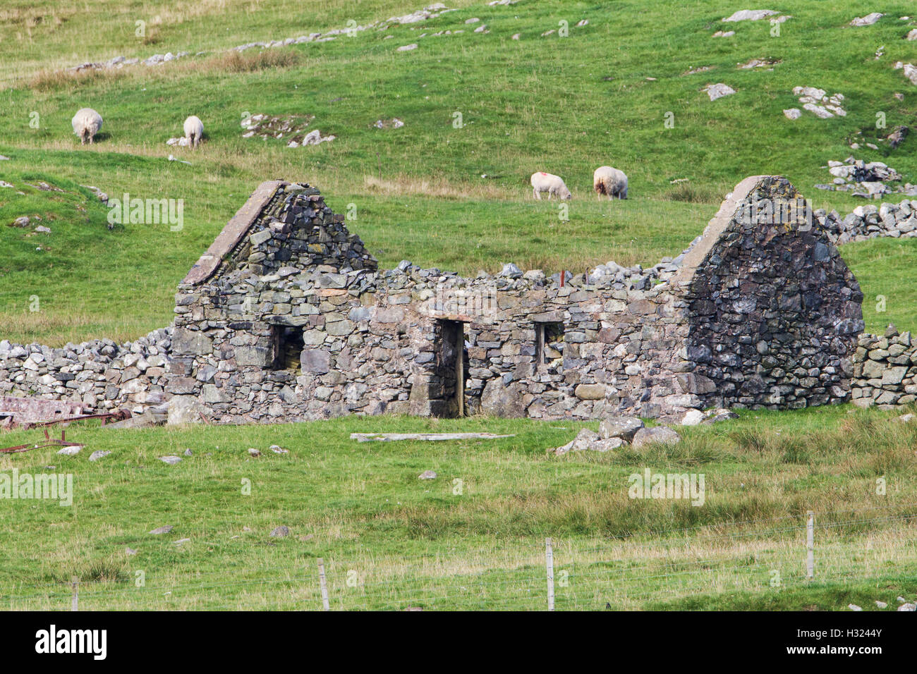 Abbandonato casa in pietra sulle Isole Shetland con pecora in background Foto Stock