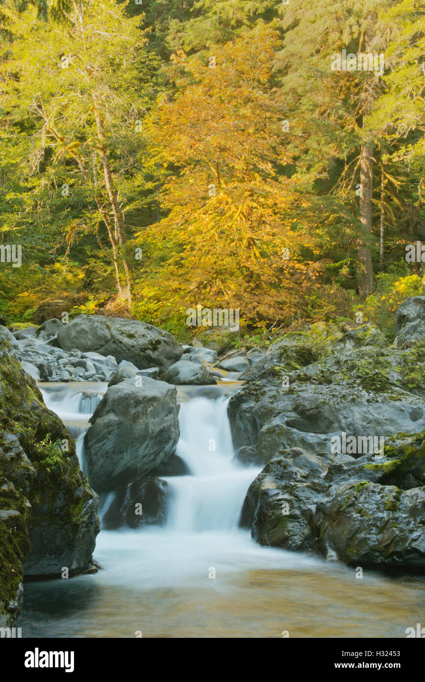 Cascata di salmone, Sol Duc Fiume, Parco Nazionale di Olympic, Washington Foto Stock