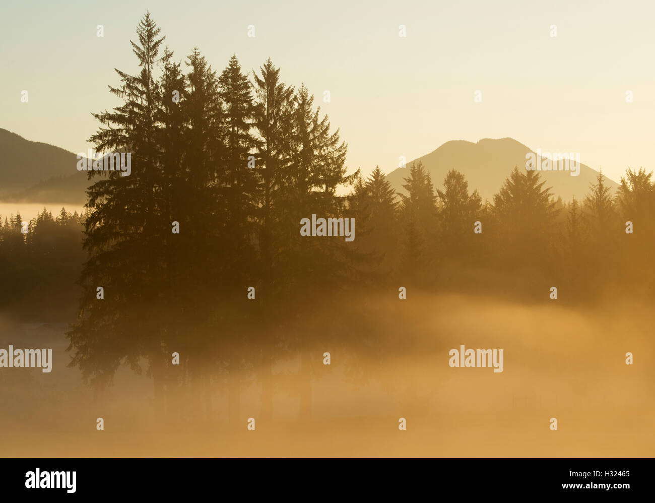 Alberi con retroilluminazione nella nebbia mattutina, forche, Washington, alba Foto Stock