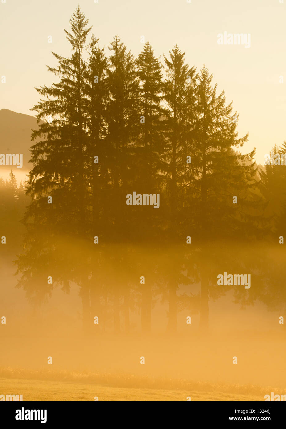 Alberi con retroilluminazione nella nebbia mattutina, forche, Washington, alba Foto Stock