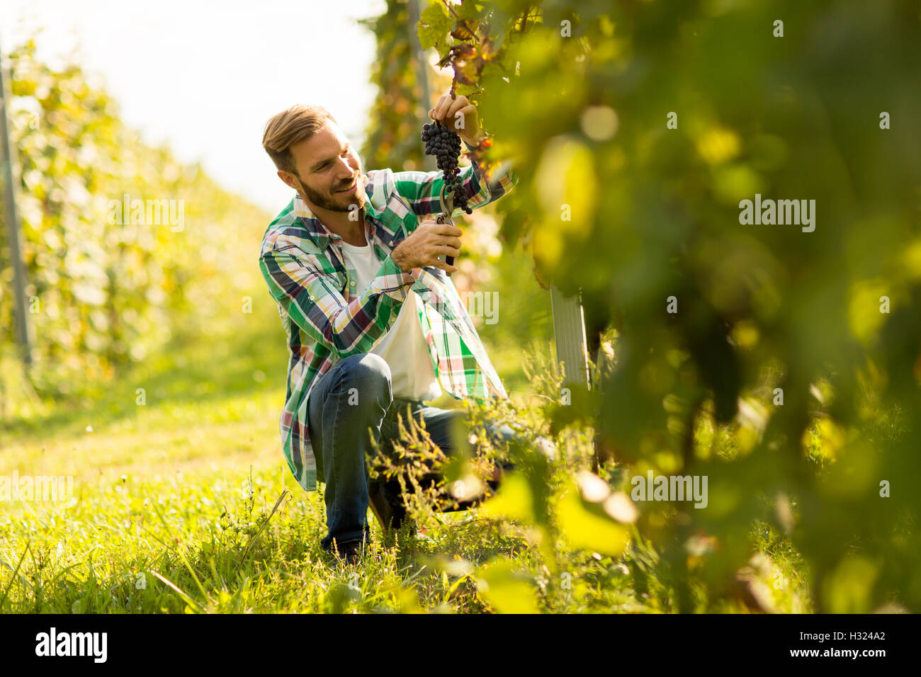 Harvester il taglio di grappolo di uva in filari di vite Foto Stock