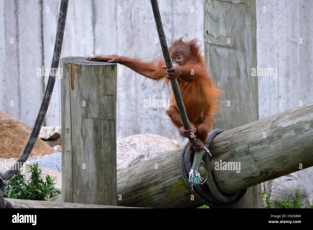 Orangutan basculante in una corda Foto Stock