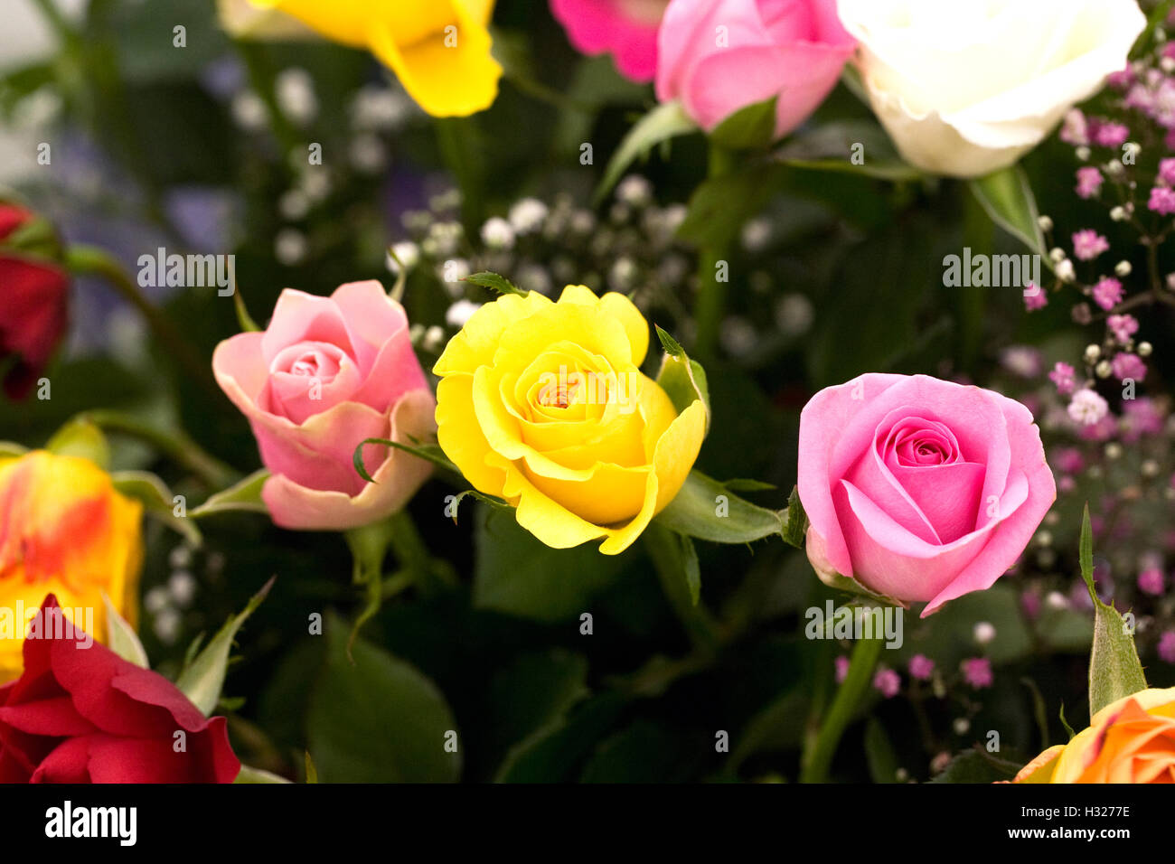 Rosa. Un bouquet di vivacemente colorate di rose e gypsophila. Foto Stock