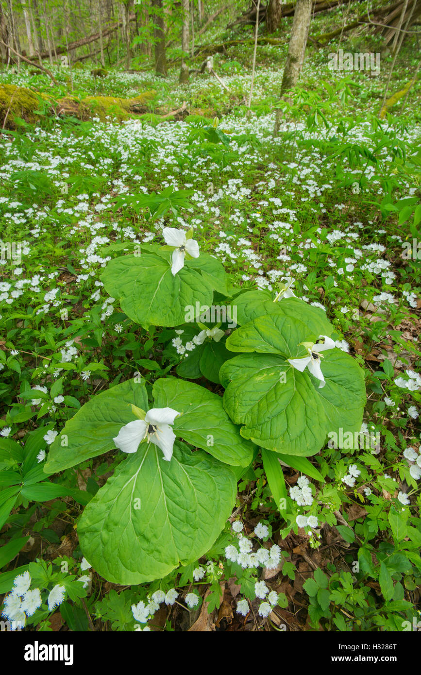 Cera o Albino Red Trillium, (Trillium erectum var. album) e frange Phacelia (Phacelia fimbriata), Great Smoky Mountains TN Foto Stock