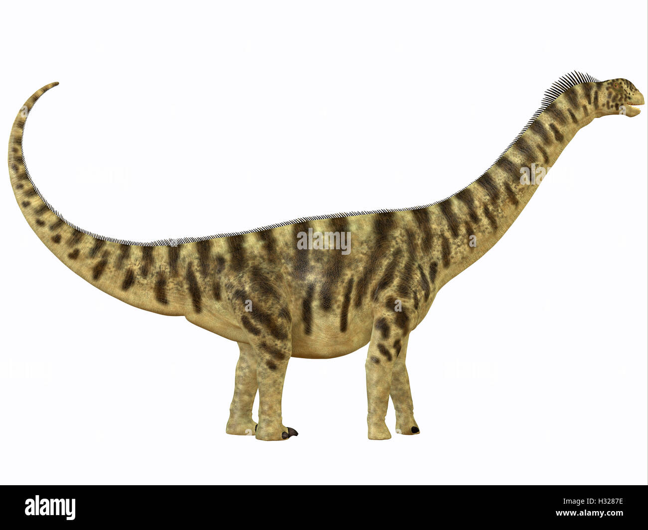 Profilo di Camarasaurus Foto Stock