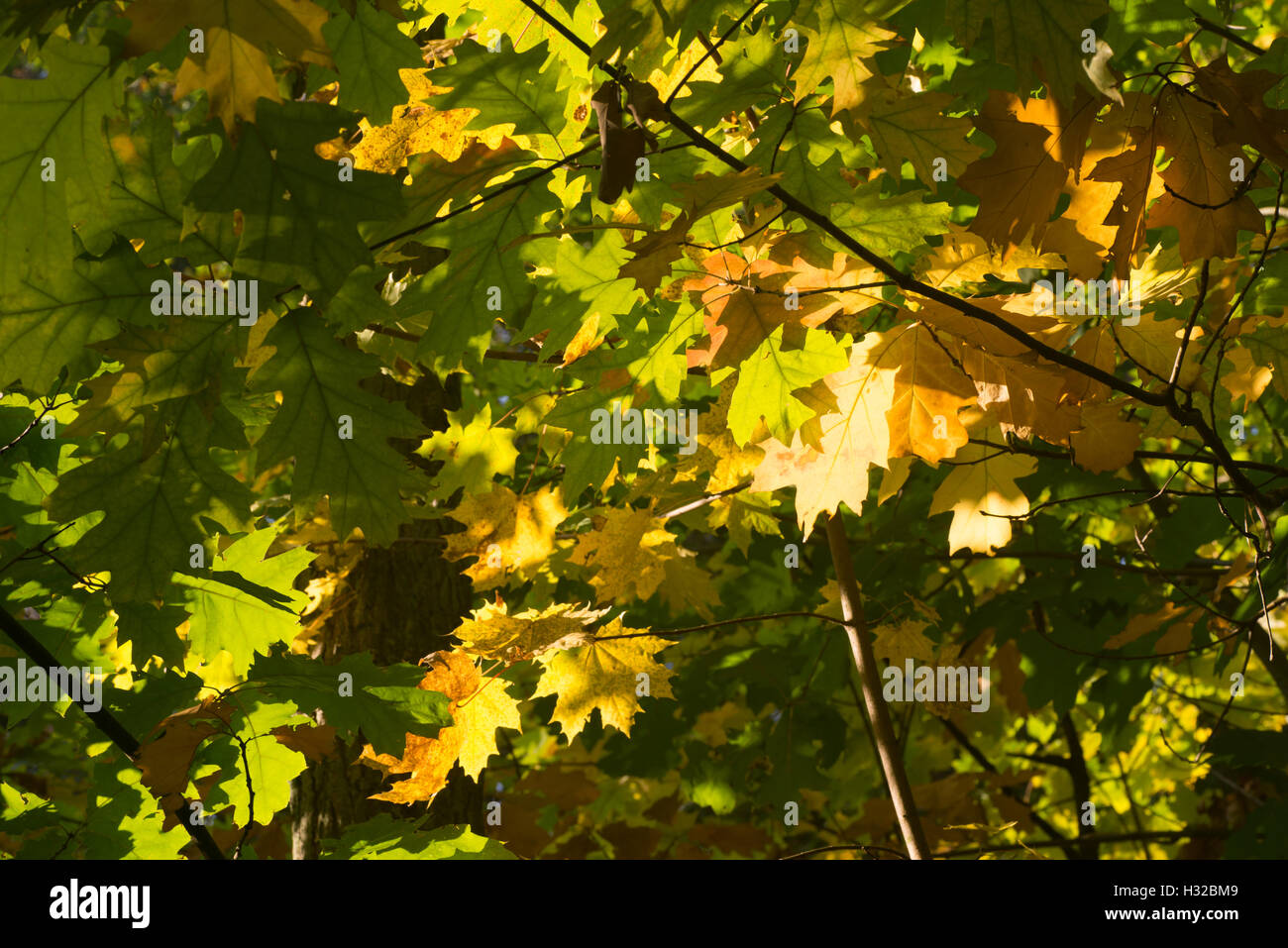 Caduta di foglie di quercia su albero Foto Stock