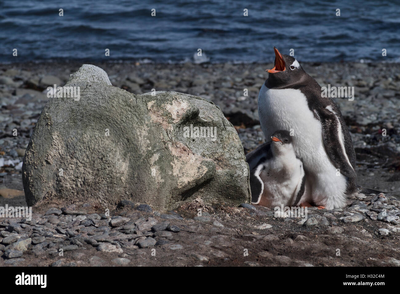 Pinguino Gentoo nidificanti nel rifugio di vertebra di balena Foto Stock