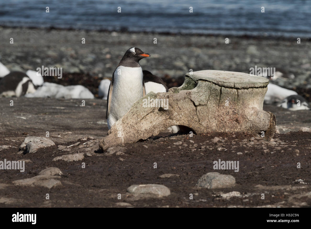 Pinguino Gentoo dalla vertebra di balena Foto Stock