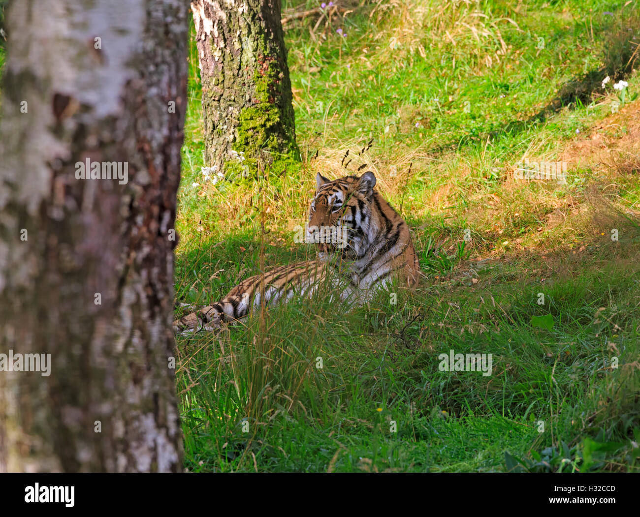 Tigre Siberiana, Panthera tigris altaica Foto Stock