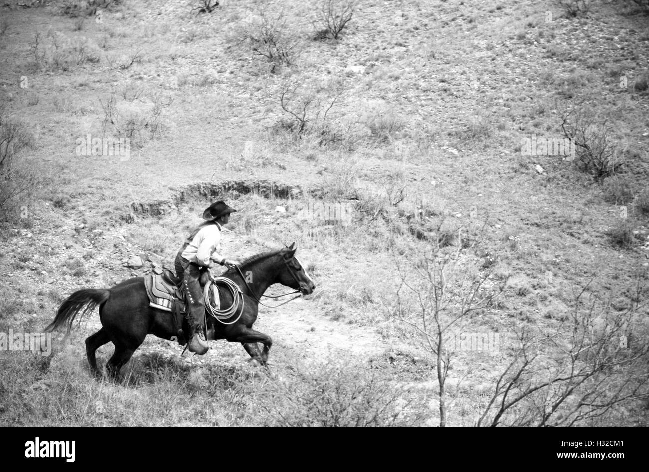 Un cowboy cavalca fino alla cima di una collina nel perseguimento di un vitello di runaway a Sandy Camp, Clarendon, TX (scansione dal b&w negativo) Circa 1998 Foto Stock